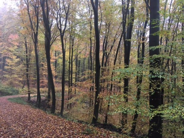 Yale Club of Germany Hike in the Taunus