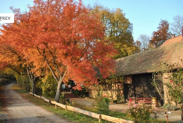 Taunus Wander to the Rote Mühle (Oct. 17)