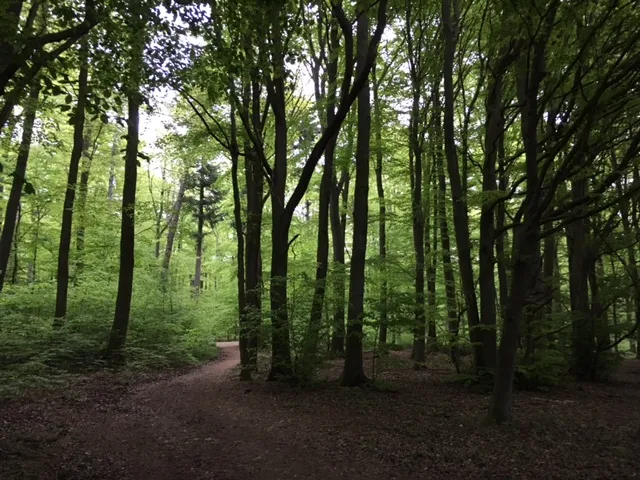 JUNE Taunus hike (Frankfurt area)